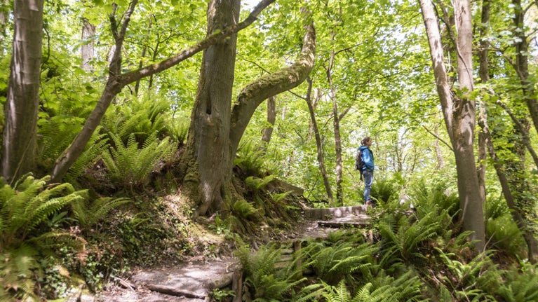 The woodland at Penbryn Bay, Ceredigion, Wales